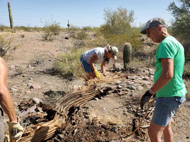 saguaro searching